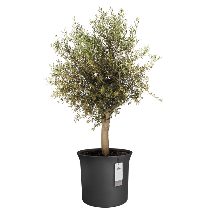 june tulip 58cm zwart